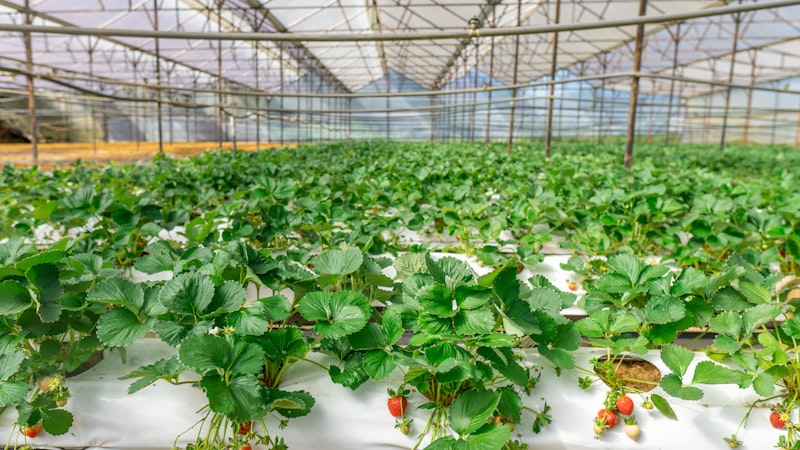 Vertical farming in the Randstad: more harvest, less water